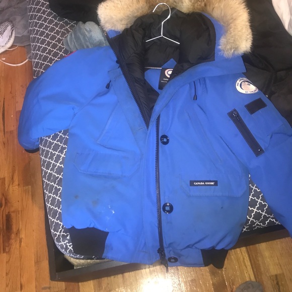 Canada goose - Picture 2 of 7